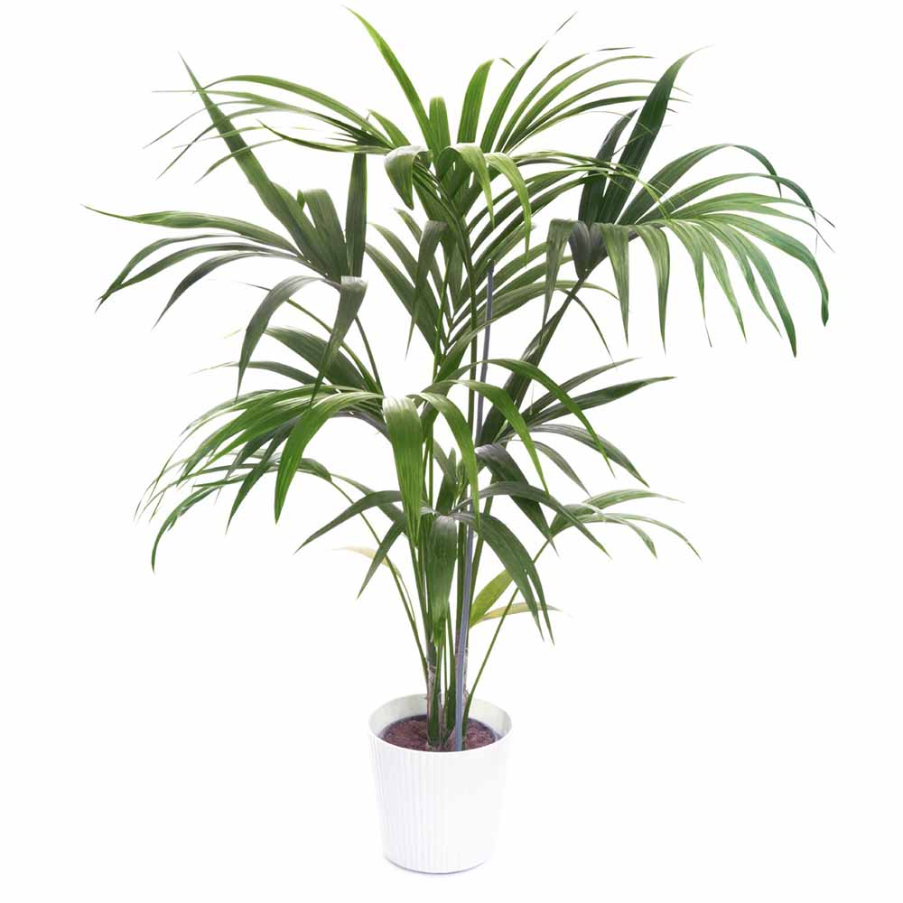 kentia-palm