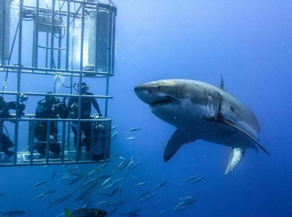 Cage Dive, Cape Town